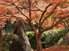 紅葉真っ盛りの三木・金剛寺