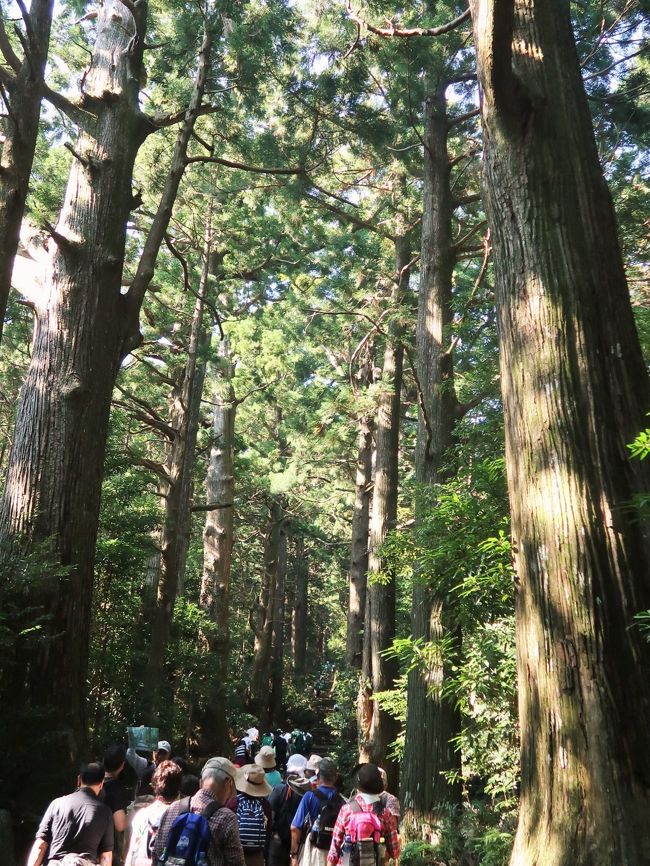 大門坂（だいもんざか）は、和歌山県の那智勝浦町にある坂道で、熊野那智大社への参道。熊野古道（熊野参詣道）・中辺路の一部。<br /><br />熊野古道のかつての面影を、もっとも色濃く残しているところとして知られ、和歌山県道46号那智山勝浦線の那智勝浦町市野々のふもとから那智山に至る1kmほどの石段・石畳の道である。かつて坂の入り口に大門があり、通行税を徴収していたことが名称の由来とされる。法定上の路線名は那智勝浦町道大門坂線で、那智勝浦町が管理する。<br /><br />坂道の両側に、まるで門柱のようにそびえる夫婦杉をくぐり、九十九王子最後の一社・多富気王子を横目に、樹齢数百年の深い杉木立の中に石畳の道をたどる。夫婦杉の高さは54.5mあり、胸高幹周は8.5m、枝梁は13mある。夫婦杉に続く杉並木は、樹齢200 - 300年余りといわれ、石畳の両側に200本ほどが茂っており、県指定天然記念物に指定されている。石畳は苔むしており、杉並木道は昼間も木漏れ日が入る程度で静粛なたたずまいを見せている。<br /><br />坂を上りきったところは、西国33か所第1番礼所那智山青岸渡寺と熊野三山のひとつ熊野那智大社が隣り合わせにあり、日本一の高さ133mの那智滝へも直ぐの位置にある。石段の山に向い右側は那智大社所有地、左側は民有林である。<br /><br />霊場那智山のシンボルとして熊野参詣道大門坂の杉並木は、1986年（昭和61年）8月10日の道の日に、旧建設省と「道の日」実行委員会により制定された、「日本の道100選」にも選ばれている。那智勝浦を代表する観光名所・<br />（フリー百科事典『ウィキペディア（Wikipedia）』より引用）<br />大門坂　については・・<br />http://www.nachikan.jp/kumano/daimonzaka/<br /><br />高野山・熊野三山・中辺路をゆくハイキング3日間<br />3 串本温泉--那智山めぐりハイキング(★大門坂--★熊野那智大社--★青岸渡寺--★那智の滝)--那智山（名物・まぐろの昼食）--★熊野速玉大社--名古屋--＜新幹線こだま号＞--品川--東京着　 ※歩行:約６km、約３時間　<br />