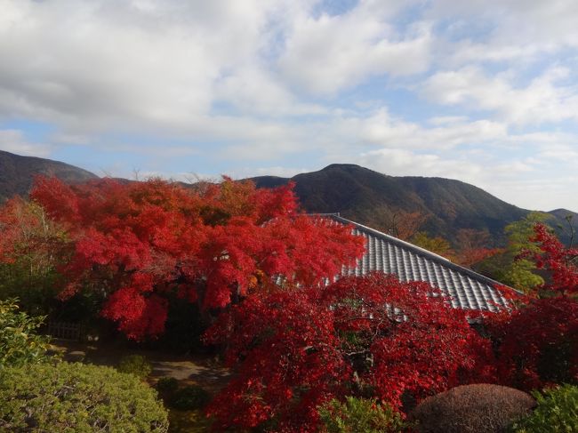 今年3回目の紅葉の旅<br />お天気が　はっきりしない中の旅<br />今年は　こういうのが多い。<br />そして今回も雨をすり抜けて　観光中は傘をさすことはなかった。<br /><br />11月も中旬になり　紅葉はちょっと遅いかも・・・と思ったら　やはり的中！<br />でも、箱根美術館は　綺麗だった！<br /><br />都心から近いスポットとして　人気の箱根<br />道路から硫黄の臭いと噴煙<br />温泉地だと思い知らされる。<br /><br />車道には　たくさんのもみじがあり凄く綺麗だった。<br />こんなにある所も珍しい。<br />こんな所も　人気の理由なのだろう。<br /><br />流石に近場だけあり　走行距離は２９６Km<br />少ない！！<br />箱根美術館までは　１１０Kmだった。