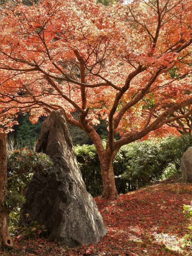 三木市の如意山金剛寺は白雉２年（６５１）法道仙人開基と伝えられる古刹で、隠れた紅葉の名所。<br />観光客がたくさん訪れる名刹ではないが、落ち着いた雰囲気の中で紅葉を楽しむには最高！<br />今ちょうど見ごろで、すでに落葉したイチョウの落葉で黄色くなった境内と真っ赤な紅葉は見事なコントラスト。<br />秋を満喫できる一日でした。