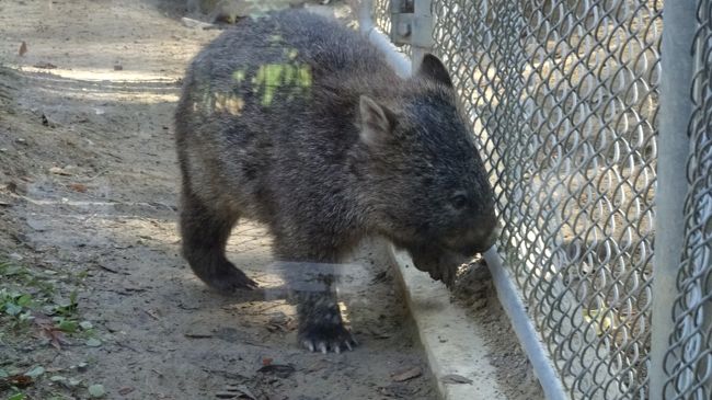 引き返すには時間があり過ぎるので、池田市立五月山動物園へ、少しだけウオンバットに逢いに行きました。<br /><br />写真は、真ん中の檻で動き回るウオンバット。