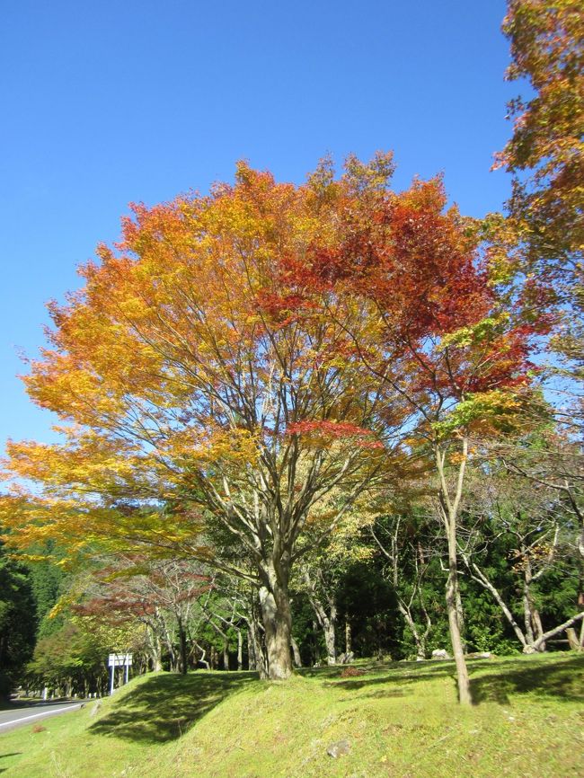 今回の旅行は台風に当たってしまい、いくつかの想定外のことがあった。でもそういう想定外のことが起きることも含めて、結果的には面白い旅だったかもしれない。<br /><br />これまでに旅したところは、北陸地方は能登から金沢まで。一方、近畿中国地方は下関から京都まで。さらに名古屋からは岐阜と関ヶ原までしか行っていない。その3方に囲まれた琵琶湖周辺は一度も行ったことがなかったので、飛行機で小松へ行き、福井県で東尋坊や松島海岸を見て三方五湖で泊り、そこから琵琶湖を周回する形で、長浜、佐和山、安土と信長・秀吉時代の城址を巡り雄琴温泉泊。そこから比叡山に登って延暦寺を参拝、最後は京都駅から新幹線で帰ってくる、という計画を立てた。11月になれば比叡山の紅葉が綺麗なのは分かっていたが、それだけ混雑もするので、10月末に行くことにした。<br />ところが、その選択が良かったのか悪かったのか、丁度台風21号の上陸と重なってしまったのだ。<br /><br />出発前の10月19日頃から台風21号が発生し、本土上陸のコースを取っていた。この時期に台風が本土上陸となれば40数年ぶりとなります、みたいなことを天気予報では言っていた。<br />旅行直前の22日の日曜日は衆議院選挙だったが、投票に行くときは台風の影響で風雨が結構強かった。結局台風は旅行日程そのものには当たらずに、22日の深夜から23日に掛けて本土を縦断していった。23日の朝、ANAのｲﾝﾀｰﾈｯﾄを見ると23日の飛行機はほとんど欠航しているが、24日は通常運航の見込み、となっている。これで予定通りに行けるナ、と一安心。ところがその直後、三方五湖で宿泊を予定していた「岡三屋　彩かさね」という宿から電話があって、周辺道路が水に浸かり宿まで到着できない、とのこと。宿泊はもう1日先だが、復旧はできないと思うので他の宿を探してください、とのことだった。それから急いで他のホテルを探すことにする。三方五湖から近くに余呉湖があり、それを過ぎたあたりに奥琵琶湖温泉というのがある。ジャランでそこを開いて、1軒目から電話で確認すると、2件目に尾上温泉「紅鮎」という宿を確保することができた。最初に電話したのは想古亭げんない、というところだったが、ここが取れずに紅鮎が取れた。あとで調べてみると、げんないの方は値段は安いがクチコミ評価は3.7だったのに対し、紅鮎はクチコミ評価が4.7もあった。たしかに接客も良かったし部屋も洒落ていた。やっぱり折角の旅行なのだから、多少金額が高くてもサービスが良くて個室露天が付いた方が良い。偶然だったが、こういう良い宿が取れて良かった。<br /><br />23日は羽田に前泊。今回もエクセルホテル東急が取れた。夕食は横浜高島屋のローズダイニングで済ませて行った。高島屋の催し物場では北海道展をやっていて買いたいものもあったがさすがに旅行初日では無理。羽田に到着後は寝るだけだが、飛行場の滑走路が良く見える部屋だったので少し飛行機を眺めていた。<br />24日は8時35分発のANA751便小松行きなので、ホテルで朝食を取ってから搭乗手続き。それでも出発ロビーで時間があるのでANAのﾌﾟﾚﾐｱﾑﾗｳﾝｼﾞでお茶を飲んで過ごす。朝1番の小松行きは満席だった。やはり昨日の欠航が影響しているのだろう。それでも小松へは上昇したらすぐ下降する感じで1時間も掛からない。空港でトヨタレンタを借りて出発。まずは越前海岸と東尋坊へ。今はどこも高速道路が通じているから北陸道経由。目的地に近い加賀ｲﾝﾀｰはすぐ先だった。ここからは一般道を行く。北潟湖を左に見てあわら市へ入って行く。あわら市というのは芦原温泉や三国温泉がある湯の街だ。東尋坊は昔、会社に慰安旅行というのがあった頃、永平寺と合わせて来たことがあったと思うが、あまり覚えていない。その東尋坊には11時に到着。駐車場はどこもお店の駐車場のようになっていた。お店を抜けて海岸へ。全景を見回したあと岩場の海岸へ。2時間ドラマのｸﾗｲﾏｯｸｽに使われるような岩場の先端へ行って写真を撮った。駐車場に戻ればちょうどお昼どき。しかもお店で貝などを焼いていれば良いにおいがするので食べたくなる。ここで軽い食事を済ませておく。東尋坊から越前松島に戻るがちょっと立ち寄っただけで先を急ぐ。最初に計画した三方五湖なら時間の計画も立てていたが、急遽変更となった奥琵琶湖温泉まで、どのくらいの時間で行けるのか見当が付かないからだ。カーナビには到着予定時間が出ているのだが、三方五湖も行けるところまで行ってみたいと思っていたので、少し先を急いだ。<br />北陸道に戻って福井も武生も素通り。敦賀のｼﾞｬﾝｸｼｮﾝで若狭道の方へ入る。ここからは片側1車線しかない。トンネルがいくつか続くが、そう時間が掛からずに若狭三方というインターに着く。ここから三方五湖ﾚｲﾝﾎﾞｰﾗｲﾝに向かう。ﾚｲﾝﾎﾞｰﾗｲﾝの入り口には料金所があるので、そこのオジサンに聞くと展望台までは行かれるそうだ。でも、その先は冠水していて通行止めになっている、とのこと。ﾚｲﾝﾎﾞｰﾗｲﾝには景色の良いところもあったが展望台まで登る。展望台の頂上にはバス1台と何台かの車が止まっていた。ここにはリフトがあって頂上まで行くことができる。駐車場がそんな状態だからリフトも混むこともなくすぐに頂上へ。天気は台風一過の晴天、というほどではないが、一応対岸まで見える。集落がいくつか見えるが、そこの周囲の道路は水に沈んでいるように見える。今晩、予約しておいた宿も、あの中のどこかなのだろう。そういう状況なので風景を見ること以外は何もできず、早々に車に戻る。それでも海に囲まれた三方五湖というのを初めて訪問して満足した。<br />それにしても自宅近くで直接の被害がないと忘れてしまいがちだが、台風21号の雨が、このあたりに大きな被害を与えているなんて知らなかった。<br />ここから再び若狭自動車道を戻る。敦賀から北陸自動車道に合流し、カーナビは木之本ｲﾝﾀｰで降りるように指示している。<br />木之本というところは賤ヶ岳の合戦（羽柴秀吉と柴田勝家の戦い）の舞台になったところなので地名だけは知っている。ここで降りるともう宿まで近いことも分かった。余呉湖というのも来たことがないのでちょっと寄り道。余呉湖のすぐ脇を北陸本線が通っているが、その線路の近くに賤ヶ岳の合戦の大きな案内図があった。余呉湖の周辺は芝生だが、ここもかなり水に浸かっていた。<br />ここから琵琶湖の湖畔に出て、湖畔沿いの道を走ると右側に「紅鮎」という宿が出てくる。部屋数は12室で3階建ての宿だが周辺には何もないので大きく感じる。部屋は１階だったが、広い和室と次の間が付いて個室露天風呂もある。露天風呂からは琵琶湖が正面に見えるが１階の部屋は下の遊歩道から見えてしまうかもしれないのでブラインドも付いている。でも実際には１泊2日の間に遊歩道を歩いている人はほとんどいなかった。大浴場もあり、男は2階、女性用は3階だった。大浴場にも行ってみたがガラ空きでここにも露天風呂があった。冷蔵庫にはいろいろ入っていて、中の物は飲み放題ということだったが、そうそう飲めるものでもない。でも、湯上りのビールは美味しかった。<br />夕食は食事どころへ行く。この宿の食事どころは個室タイプなので誰にも気兼ねなくゆっくりと食べることができた。その食事がまた、小さな器に細かな料理が丁寧に作られていて、食べるのが勿体ないほどだった。<br />マツタケの土瓶蒸しはフタを取ると良い香りがして、マツタケが安物でないことが分かる。近江牛も量は多くなかったが柔らかくてとても美味しかった。鰤味噌も美味しかったし、添えられた稲穂まで食べられるように作られていた。ご飯に添えられた香の物も美味しかったし、デザートで出た紫芋のムースは竹の器に入っていた。これらを配膳してくれる人が一品一品説明してくれるし、運んできてくれるタイミングも絶妙なので、京都の高級割烹で食べているような感じになる。でも旅館の中では浴衣でも作務衣でも何でも良いので京都の料亭よりはとっても気楽だった。<br /><br />次の日は琵琶湖周遊。宿を出てから湖畔沿いを走って長浜へ。ここは秀吉が城を築いた城下町だ。再建された長浜城へ最初に行く。城の中は大したものはなかった。折角の由緒ある町なのだから、もっと秀吉関連のものを集めれば良いのに。この城は湖畔に面していて湖まで行くことができる。湖面も台風の大雨の影響で結構増水していて、井戸の跡や史跡は半分水の中だった。竹生島へ行きたいという話もあったが、舟で行ったら上陸観光を含めて90分も掛かる。ほかにも行きたいところがたくさんあるので船への乗船はやめた。その代わりに長浜の市内にある黒壁ｽｸｴｱへ行く。近くの駐車場に止めて歩くと、昔ながらの商店が昔ながらの外観を保ちながら商売をしている。函館の金森倉庫や高山の三之町みたいな感じ。ガラス工房なんかがあるから余計、函館を連想させた。ここをぶらついているうちに11時を過ぎたのでお蕎麦屋さんで早めの昼食。入口は黒壁スクエアに面していて狭かったけど、中は広くてきれいに改装されていた。<br />長浜から今度は彦根城に行く。本当は佐和山城へ行きたかったのだが、佐和山城は破棄されて彦根城ができたので仕方がない。秀吉が長浜城にいた頃は佐和山城に丹羽長秀がいたのだ。そして安土城に織田信長。琵琶湖へ来たらこういった城は全部回ってみたかった。彦根は戦国時代にはなかった城だが、大河ドラマで有名になってしまったので観光客も多い。僕たちも行ってみたが坂や階段が多くて大変だった。城の中の階段が急すぎて手摺りがなかったら危険なほどだった。それでも彦根城の方が長浜よりも見るものが多い。まるで京都の豊国神社みたいに、徳川幕府（彦根城）に虐げられた豊富政権（長浜城）を見ているみたいだった。彦根城の庭園にはゆるキャラの「ひこニャン」が展示されている。午後2時とか決まった時間にはひこニャンの着ぐるみも出てくるそうだ。<br />彦根から安土を目指す。安土は城もなく土塁しか残っていないが、一応、織田信長の本拠だった場所がどんなところか見てみたかったのだ。観音寺山の山続きで安土山があり、その麓に城址がある。もっと湖畔にあるかと思っていたが、意外と内陸だった。それでもすぐそばに西の湖というのがあり、昔はこの湖も琵琶湖の一部だったらしいので、安土城は湖畔に建つ城だったのかもしれない。土塁は階段でずっと上まで続いている。<br />ここからは今日の宿に向かう。時間がまだ早いか、と思ったが、琵琶湖大橋を渡ってから雄琴温泉までの短い距離が、ものすごく混んでいたので結果的にちょうど良かった。<br />雄琴温泉の宿は「びわこ緑水亭」。ここは道路沿いにある大きな温泉宿だった。ここの泊りは「万葉」という露天風呂つきのタイプ。2階の部屋だが、琵琶湖を見ながらお風呂に入れる。「万葉」というタイプの部屋は食事が部屋出しということになっているので調理場から近い1階と2階にしかない。大浴場もあるが、別棟なので少し歩く。大きな旅館なので、さすがに大浴場は貸し切り状態にはならなかった。ﾁｪｯｸｲﾝから夕食まで同じ仲居さんなので気を使わずに済んだ。ここの夕食は取り立てて書くほどのものはない。マツタケの土瓶蒸しも近江牛も出たが、昨日の紅鮎の方がつくりが丁寧。やはり部屋数が多いとそこまでの細かい配慮はできないのだろう。<br /><br />翌日は比叡山へ登る。雄琴温泉から大津バイパスを通って比叡山ドライブウエイへ。ここは観光地らしく、カーナビがなくても道路標識が整備されている。ドライブウエイは混んではいないが、観光バスの後ろに付いて登っていった。途中、琵琶湖の景色が良いところもあったが山頂まで行く。この日は東塔の第一駐車場もガラ空きだった。広い境内を歩くが、国宝殿、大講堂、鐘楼と回って根本中堂へ。でも根本中堂は修理中で外観は工事の柵がしてあった。それでも中は修行の場になっていて読経もしていた。その後ろの通路から、観光客も内部見学はできる。大講堂にはウチの宗派、曹洞宗を開山した道元禅師の画像も飾ってあって、さすがに宗派を超えた総本山ということを実感した。東塔では根本中堂のところの紅葉がちょっと色づいていたが、さすがに紅葉はまだ早かった。それでも西塔の近くで綺麗な紅葉があったので写真に撮った。仏教のどこかの宗派に熱心な人であれば、いろいろと感激して見て回ることも多いのだろうけど、僕のように不勉強な人間には観光ルートでしかない。苔寺で写経をした時の方が、まだ静謐な気持ちになっていたと思う。<br />比叡山からは大原の三千院を目指す。琵琶湖側から見れば大原は比叡山のすぐ裏なので、もっと近道があるかと思ったが、結局比叡山ﾄﾞﾗｲﾌﾞｳｴｲを降りて琵琶湖大橋から続いている477号線に出て、「途中越」という変わった地名のところを抜けて大原へ行く。道路は空いていたので快適なドライブだったが途中には何もない田舎道だった。三千院には大阪万博の時に来ただけなので50年近く昔のことだ。駐車場は参道の入り口なので、そこから川沿いに参道を登る。小さな商店が漬物やｱｸｾｻﾘｰなどいろんなものを売っていた。吉野山の桜を見に行った時もこんな感じだった。駐車場はガラ空きだったのに、この参道はかなりの人が歩いている。三千院門前のお蕎麦屋さんなんかも結構人が入っていた。三千院の境内は広くて通路に迷うほどだったが、途中では無料のお茶をご馳走になった。境内が広いだけに、苔寺のような場所もあれば東寺のような明るい場所もあって、キチンと見て回ればかなりの時間がかかる。三千院を出たところのお蕎麦屋さんが空いていたので昼食にした。せっかく大原へ来たので寂光院へも行きたかったが歳をとったせいか、そこまでガツガツと回りたくなかったし、早く休めるところに行きたい、というのもあって京都に戻ることにする。それでも時間があるので銀閣寺や平安神宮などを車で回って京都駅へ向かう。銀閣寺や平安神宮などは徒歩で何回か歩いているので、車でもある程度の道の目安がついた。京都駅のトヨタレンタに車を返却したのは午後2時半だった。<br />京都駅ではお土産に阿闍梨餅を購入。それから近鉄側の地下街へ行って、甘味処でようやく一息。ここの甘味処は、以前来た時は喫茶店だった。少し残った時間で売店などを覗いていたら、結局今日の夕食を駅弁にすることにして買ってしまった。新幹線は京都発16時33分発のひかり528号。帰宅は夜19時過ぎだった。<br /><br />