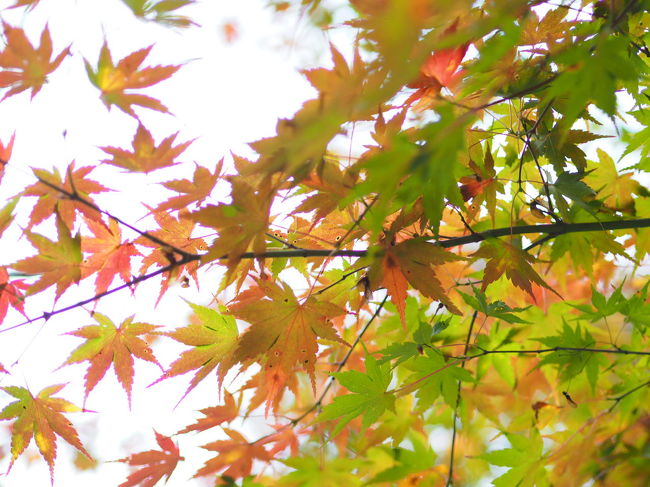 県北の峰々は広島市内より一月程度早く色づき、<br />田舎にもかかわらず、紅葉狩りをする人たちの車やサイクリングする人で賑わいます。