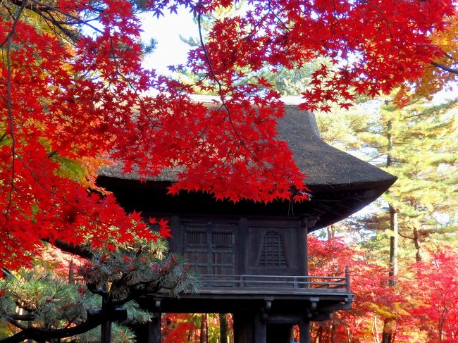 深紅に染まりゆく平林寺　雨上がりの紅葉はしっとりと美しかった☆