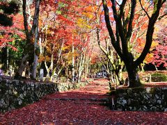 紅葉の彦根と鶏足寺一人旅　(3日目)　鶏足寺の紅葉、船で多景島へ