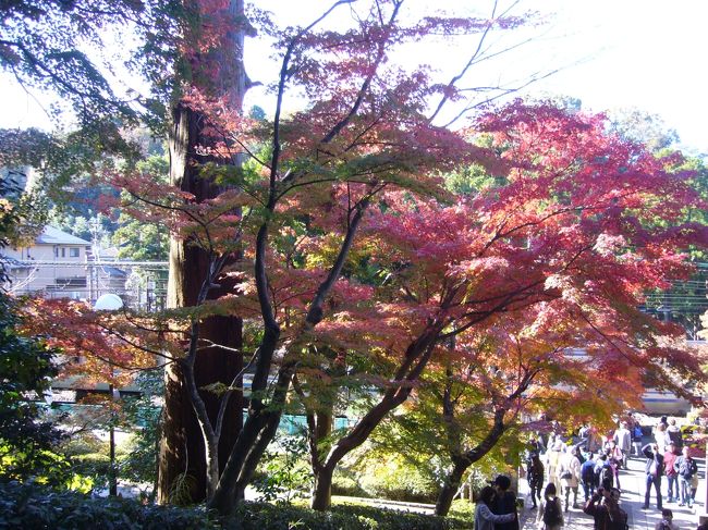 １１月も後半になり、日本各地でも積雪の便りが報道されてきました。そろそろ鎌倉も紅葉が見れるのではないかと、期待しながら出かけました。<br /><br />散策ルートは次のとおりです。<br /><br />ＪＲ北鎌倉駅→　円覚寺→　明月院→　長壽寺→　亀ヶ谷坂→　扇ヶ谷上杉屋敷跡→　ＪＲ鎌倉駅<br /><br />