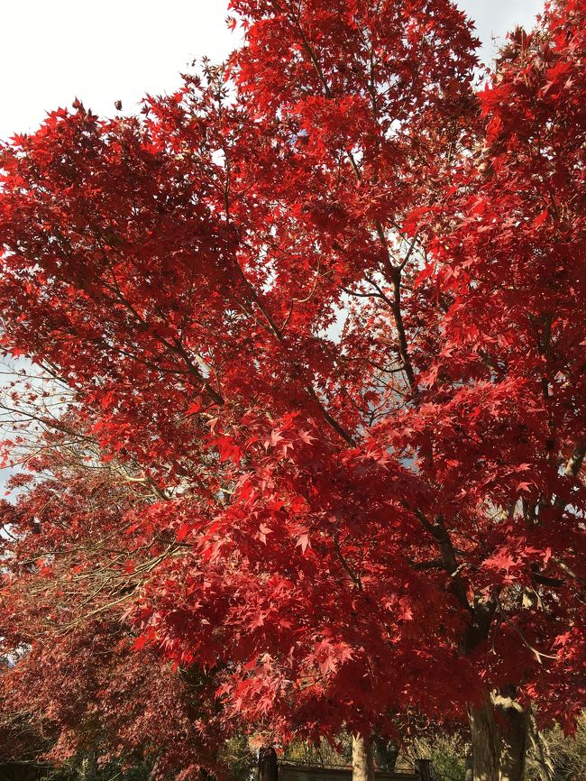 プレミアムフライデーの今日は、有給休暇推奨日なので、休みを取って高尾山へ紅葉を見に行ってきました。