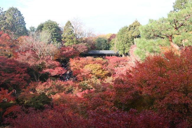 １１月中旬、、紅葉真っ盛りであろう京都へ。<br />秋といえば紅葉！！紅葉といえば京都！！！と短絡的発想で京都に来てしましました。<br />ただ、実際に来てみたら、、紅葉を求めて全世界から集まった民衆の嵐に、<br />紅葉よりも、目を真っ赤にして、絶対に我先に観てやろう的人間の強さを見るはめにはなりましたが、、<br /><br />旅で気づくことも多いことで、、寒いときにはラーメン。ラーメンはどこで食べても美味しい。<br />たった一杯のラーメンに救われることもあれば、、ほんのちょっとの人の人情に触れるだけでも感動する。<br />そんな旅の旅行記ですが、、あまり参考になるかはわかりませんが、、<br />