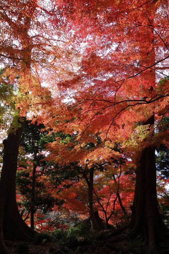 中央線沿線 紅葉３連発☆その３〈往復の交通費２６５円と入園招待券で小石川後楽園〉