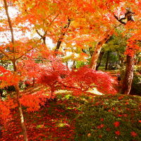 素晴らしい鮮やかな紅葉に感動です。