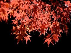 紅葉　　ＩＮ　　深大寺