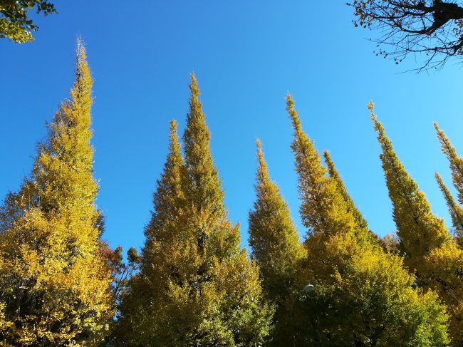 約300ｍ続くいちょう並木で知られる都内の黄葉スポット、明治神宮外苑。今年もきれいに色づいてきました。紅葉はやはり青空の下でいっそう際立ちます。天気のよい日を選び出かけました。<br />いちょう祭りでは、グルメを提供する屋台が並びます。146本のいちょう並木が作り出す黄金色のトンネルを楽しみます。