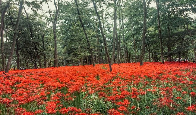 日高の巾着田。<br />満開の曼珠沙華。<br />真っ赤に染まる非日常を体験しました。