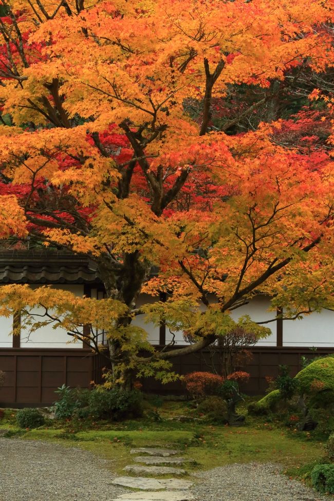 北陸から滋賀へ移動。<br /><br /><br />3日目　11月25日<br />湖東三山　西明寺（さいみょうじ）<br />石の寺　教林坊（きょうりんぼう）