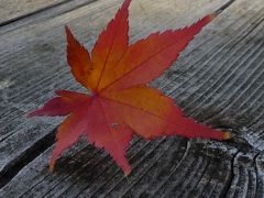 竜田川公園へ紅葉狩りへ　2017