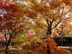 京都 紅葉 日帰りの旅2017 「東福寺・醍醐寺・毘沙門堂・北野天満宮」