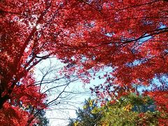 紅葉真っ盛り！トリッキーな高尾山