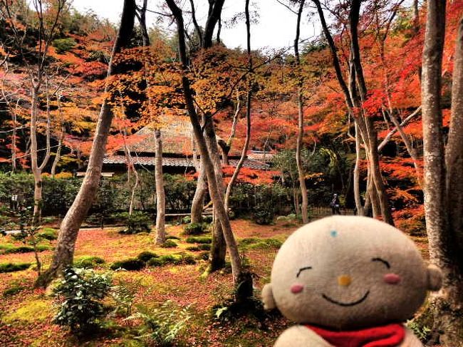 紅葉の本番の季節　今年は寒い日が多く、朝と日中の温度差も激しく綺麗な紅葉を期待したのですが､結構まばらな紅葉でした。