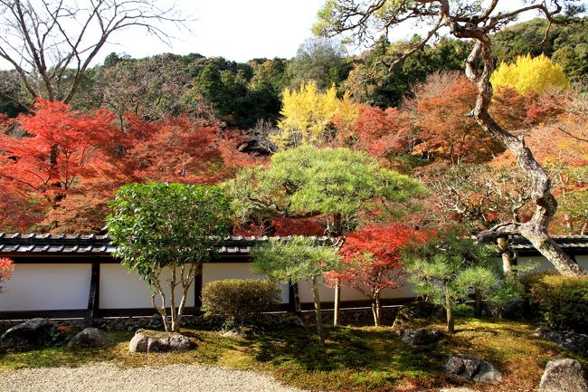 正暦寺の紅葉<br /><br />正暦寺は奈良市東南の山あいに立地する真言宗のお寺です。<br />紅葉の名所として知られています。<br />見ごろということもあって、たくさんの人が訪れていました。<br /><br />山深い地にあるため道幅狭く、また途中民家の間を走ることになり、対向車とのすれ違いには苦労します。<br />この道を観光バスや臨時バスが走るのか。でも警備員さんや地元の人の交通整理があって何とか安心はできます。<br />約80台ほどの駐車場があり、バス専用の駐車場もあり、さほど駐車には苦労しないと思います。<br /><br />綺麗な紅葉を楽しむことが出来ました。<br /><br />正暦寺福寿院の借景庭園です。