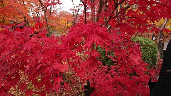 ご近所の友達と３人で紅葉の京都へ日帰り旅。<br /><br />ギュッと内容を詰め込んだとっても濃い～旅を楽しみました。<br /><br />11/25決行と二週間前に決めました。<br />見頃かどうか？お天気はどうか？<br />完全に賭けでした！<br /><br />去年一人で一泊二泊11/25～26で行ったときは、ちょっと少し早かったようでしたが、今年は紅葉事態が一週間早まったお陰で、バッチリ見頃に重なりました。<br />お天気も晴れ！<br />陽気も穏やかで、とても良い日に恵まれました。