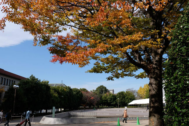 恒例の東京国立博物物館　秋の庭園解放もそろそろ終わりそう　<br />　<br />天気も良いし急いで上野へ　博物館へ