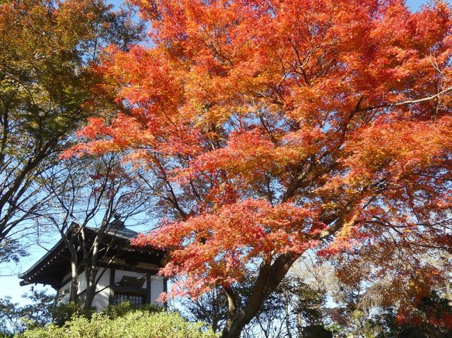 太田市の「常楽寺」は沢山の彼岸花が咲くことで知られており、彼岸花の時季にしか行ったことがありませんでした。しかし「常楽寺」は、「東国花の寺」「ぐんま花の駅」であり、パンフレットには四季折々の花に加えて、晩秋の紅葉が紹介されています。<br />そこで今回初めて、紅葉の常楽寺に行ってみました。<br />紅葉は沢山はありませんが、ちょうど見頃で綺麗でした。そして、前回までに十五体しか見つけられなかった十六羅漢像の最後の一体を探し当てました。草が茂っていない時季なので見つけ易かったのだと思います。<br />帰宅後確認したら、十五体しか写っていませんでした。那伽犀那尊者の写真がありませんでした。次回こそ、十六体同じ日に撮りたいと思います。<br /><br />なお、十六羅漢それぞれの名前は、現地の標柱が読みにくかったり、分からないものをネットで調べたりしたため、誤解や間違いがあるかもしれません。ご容赦ください。