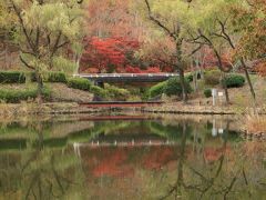 紅葉と黄葉の競演♪　愛知県緑化センター、東名古屋カントリークラブ＆祖父江イチョウまつり