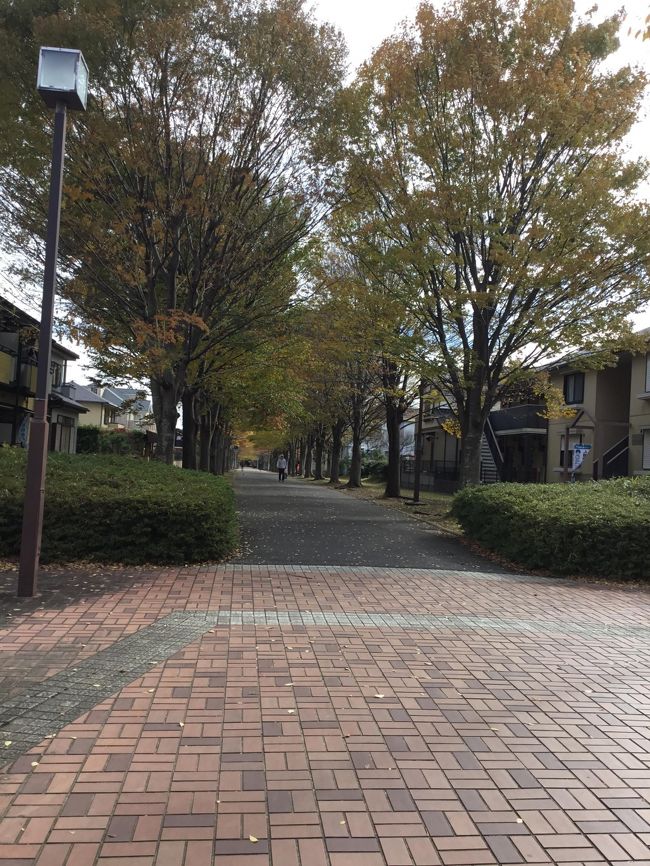 鎌取駅南口を降りイオンの先の駐輪場を抜けると四季の道という遊歩道があり、<br />たまに出かけます。