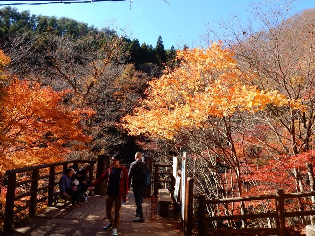 １１月末。その年最後の紅葉を見に行くため、茨城県北の紅葉の名所を巡ってみました。<br /><br />ただ、袋田の滝と花貫渓谷については、あと１週間早めが紅葉のピークだったようです。<br /><br />最後に見た袋田の滝のライトアップ。<br />もうしんしんと冷える時期でしたが、きれいでした。