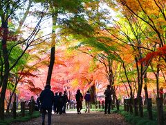 平林寺にモミジ燃ゆ・・・