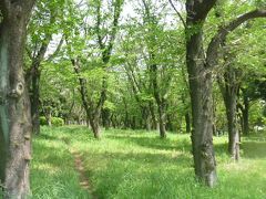 鶴間公園の緑