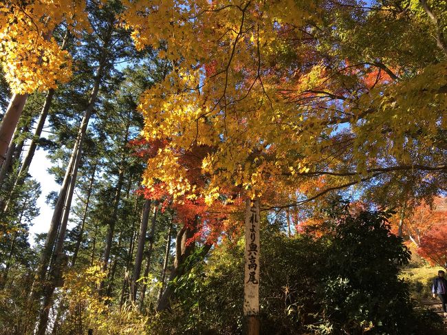 紅葉まっさかりの高尾山へ日帰りハイキング。<br />最近テレビでも紹介されていたので、高尾山口駅や薬王院はたくさんの人で賑わっていました。<br />奥高尾まで足を延ばせば、人も少なくなってよりハイキングが楽しめました。