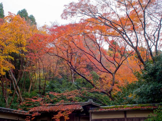 行ってみたいと思っていた秋の京都<br />夜、高速バスで横浜を出発、早朝京都に到着、一日だけの限られた時間の中で行きたい所を絞って回ってきました<br /><br />大雑把な行程<br />1日目・23時10分横浜駅東口バスターミナル出発<br />2日目・5時55分京都VIPラウンジ到着～鴨川デルタ～瑠璃光院～詩仙堂～圓光寺～けいぶん社一乗寺店～泉涌寺～鴨川沿い～祇園～二年坂～京都駅<br />23時30分京都VIPラウンジ出発<br />3日目・6時10分横浜YCAT到着<br /><br />行きのバスで殆ど寝られなかったので正直後半疲れがどっと出てしまい、行きたかった場所を数箇所諦めました<br />その分2回の休憩に時間を掛けました<br />新幹線で行くより安く行けますが体力的には厳しいですね…<br />今度は一泊で行けたらと思います