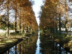 メタセコイヤの紅葉が素晴らしい加須はなさき公園を訪れる・・・①見事なメタセコイヤの紅葉