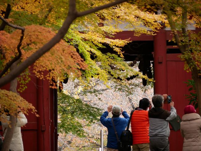 紅葉の名所である本土寺の「山もみじ｣「大盃｣、関東の気候に合うよう品種改良した「秋山紅｣と呼ばれる3種類、約1000本が紅く彩り始めたと聞き行ってみた。<br /><br />※本土寺の紅葉とは<br />水戸光圀の寄進と伝えられる古松、老杉の参道を抜け仁王門をくぐると、鮮やかな赤に染まる約1000本のモミジが境内を彩る。また、五重塔や仁王門、回廊といった建造物と紅葉が織りなす風情ある景観。<br />山もみじ、大盃（オオサカズキ）の他、徳川家康の側室・秋山夫人の墓近くにあることからその名がついた自生の秋山紅(シュウザンコウ)などが観賞できる。<br />