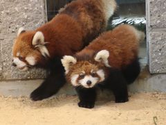 レッサーパンダの赤ちゃん求めて鯖江と神戸の動物園遠征とグルメの旅（３）西山動物園（後）Hello！レッサーパンダの赤ちゃんの梅香（めいしゃん）＆リスザルの赤ちゃんがママから独り立ちする姿を目撃