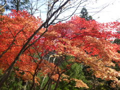 紅葉の破風山トレッキング　ニホンカモシカに遭遇！