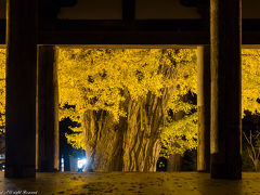 雪と紅葉のコラボの土津神社&ライトアップされた大銀杏の長床
