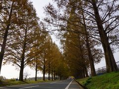 滋賀県　マキノ　メタセコイア並木と佐川美術館