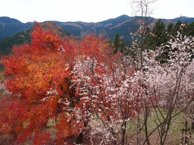 住まいのある信州はすでに初冬の気配を感じさせておりますが、まだ京都をはじめ紅葉を楽しめる箇所がありますね(*^_^*)<br />という事で、今回は比較的近場の隣県群馬県の藤岡市にある冬桜と紅葉が楽しめる公園にドライブしてきました。