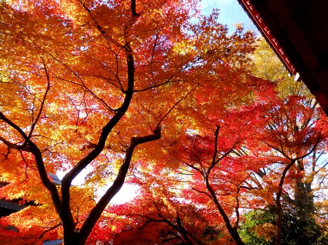 6月に紫陽花を見に行った松戸の本土寺。その時、本堂周りの青もみじが綺麗なのが印象的でした。境内には約1500本の紅葉が植えられているそうで、紅葉の時期も見事とのこと。いつか訪れてみたいなと思っていたものの、私は3日前に埼玉の紅葉名所・平林寺を訪れたばかり。今年は行けるかどうかと思っていたけれど、、意外に早くその機会が訪れて…。久しぶりに家族3人で紅葉を見に出かけてきました。<br /><br />仁王門付近は紅葉し始めた木々がハッとするような美しさ。境内は晩秋の雰囲気が漂い、見頃の紅葉が見られました。<br />１２月初めまでが見頃とのことです。<br /><br />よろしければご覧ください～。