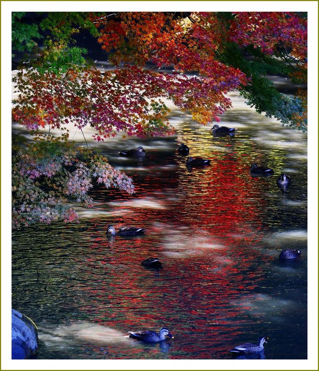 ■日本三名園のひとつ後楽園で紅葉観賞＜岡山後楽園・岡山城・福山城＞<br /><br />【　手記　】<br />　未だに体調面が不安なので長旅（長距離走）に行くことは極力控えていますが、まったく動かないのもこれまた問題なので、撮影会だけは参加するようにしています。<br />　今回は紅葉の撮影会で２年８カ月ぶりに岡山後楽園まで行って参りました。また福山駅近くの某所で所用があったのでそのついでに福山城も散策してきました。一応、撮影会でしたが、感動するような被写体には恵まれず・・・。<br />　今回もまたまたクラブの先生の車に便乗させていただき＾＾運転交代をしながら行ったので、多少道中が楽チンでした。でも歩き回ったのでやっぱり疲れた。<br />　撮影してきた数多くの写真の中から４トラ記用に写真を適当に選んでアップしてみました。<br /><br />▽岡山後楽園の概要／岡山県岡山市北区後楽園<br />～時代と共に移り変わる後楽園～　ＨＰより<br />　岡山後楽園は、今から約３００年前に岡山藩２代藩主池田綱政［いけだつなまさ］が藩主のやすらぎの場として作らせた庭園です。<br />　綱政の時代には、藩主の居間延養亭［えんようてい］や園内に点在する建物の座敷から眺望を楽しむという要素の強い庭でした。<br />　綱政の子継政［つぐまさ］は能舞台周辺の建物を大きく改築し、園内中央に唯心山を築き、そのふもとに水路を巡らせ、沢の池と廉池軒の池を結ぶひょうたん池を掘らせました。<br />　こうした改変で庭を巡り歩いても楽しい回遊性が備わってきました。<br />　継政の孫治政［はるまさ］は倹約のため、田畑の耕作に当たっていた人々をやめさせ、一時的に芝生の庭園となりますが、その後すぐに園内東の大半は田畑へと戻ります。<br />　現在の井田［せいでん］はその名残です。こうした時代ごとの藩主の好みや社会事情によって後楽園の景観は変化し、その積み重ねが歴史となっています。<br />～江戸時代のおもかげを伝える日本三名園～<br />　江戸時代の後楽園には、許しがあれば領民も入ることができました。<br />　能を好んだ綱政は自ら舞う姿を見せたり、継政以後の藩主たちは、参勤交代で岡山を留守にする間は日を決めて庭を見せています。また、藩主のお客をもてなす場としても使われました。<br />　明治４年（１８７１）、池田家では「御後園」を「後楽園」と改め、１７年には名園保存を目的に岡山県に譲渡しました。<br />　当初は公園ではなく県庁付属地として公開されたため、日没閉門などの決まりを作って保存が図られました。<br />　昭和９年（１９３４）の水害、２０年の戦災に遭いましたが、江戸時代の絵図などに基づいて復旧がはかられ、江戸時代の姿を大きく変えることなく今日に受け継がれています。<br />　大正１１年に名勝に指定され、昭和２７年には文化財保護法による特別名勝に指定されました。<br />　江戸時代のおもかげを伝える庭園として多くの方に愛され、金沢の兼六園、水戸の偕楽園とあわせて「日本三公園」と称され、今では日本三名園として親しまれています。<br />　園内の梅林では、紅梅白梅合わせて１００本の梅が楽しめます。<br /><br />▽岡山城の歴史／岡山県岡山市北区丸の内<br />　天下人となった豊臣秀吉に身内並みに厚遇されて大大名となった宇喜多秀家が、秀吉の指導を受けて築城し、8年の歳月を費やして建造され慶長2年（1597）に完成した岡山城。<br />　西向きの城構えのため、旭川を城の東背後を流れるように改修し、天然の外堀に活用しています。<br />　天守閣の壁に黒漆塗りの下見板を取付けるこの時代の特徴から外観が黒く、後の時代には「烏城」とも呼ばれています。<br />　秀家はこの城を戦の施設としてだけでなく、領国内の商人や職人を集めて治世の府とし、城下町の整備を行っています。<br />　関ヶ原合戦で敗軍の将となった秀家は、流配先の八丈島で城主よりも長い期間の余生を過ごしました。<br />　秀家に代わって城主となった小早川秀秋は、それまでの西側の外堀の外側に城域を拡張して新たに外堀を設け、その外に寺町を配置しました。<br />　外堀の掘削は二十日間の突貫工事であったために、「二十日堀」と呼ばれていました。<br />　秀秋の夭折（ようせつ）の後は、幕藩体制の下で岡山城は岡山藩の城府となり、池田家を藩主として明治維新に至りました。<br />　また藩政が安定期に入った17世紀末には、旭川を隔てて北側に藩主が憩と趣を楽しむ庭として広大な「後楽園」が作られました。<br />　岡山城は、歴代城主の下で岡山の町並みの発展を見続け、近代都市の礎となったのです。<br /><br />▽福山城／広島県福山市丸之内<br />　福山城は 徳川家康 の従兄弟である 水野勝成 が毛利氏など西日本の有力外様大名に対する抑え（西国の鎮衛）として築いた城です。一国一城令が徹底されていたこの時期としては異例の築城で、大規模な新規築城としては近世城郭でもっとも新しい城です。