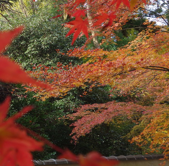 今熊野観音寺。京都の人に，隠れた紅葉名所として教えてもらいました。もう，何年経つでしょうか。しずかで落ちついたところです。