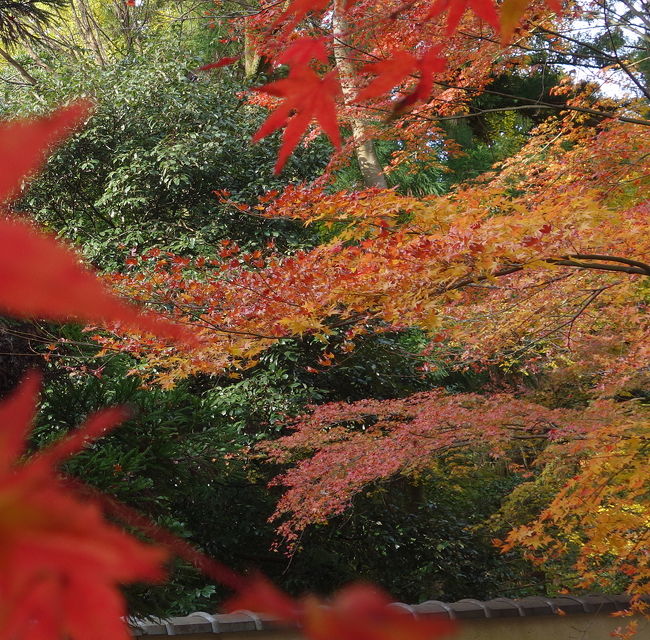 今熊野観音寺。京都の人に,隠れた紅葉名所として教えてもらいました。もう,何年経つでしょうか。しずかで落ちついたところです。