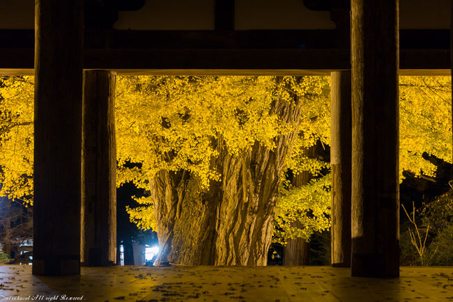 新宮熊野神社の銀杏がライトアップされていることを知りお邪魔。<br />推定、樹齢800年とか?の大銀杏。<br />拝殿の長床でも有名。<br />途中、猪苗代の土津神社近くを通ったので、寄り道。<br />軽装備だったので、雪でスニーカーは濡れるし、滑るし・・・&gt;&lt;<br />ここで諦めようと思ったけれど、ライトアップまでには間に合うかも?と頑張ってみました^^<br />見ごろを迎えた銀杏と銀杏の絨毯、素敵でした^^