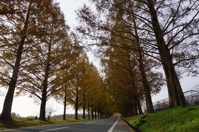 メタセコイア並木と佐川美術館に行ってきました。<br />美味しいランチを堪能できました。<br /><br />三井アウトレット滋賀竜王にも行きました~!