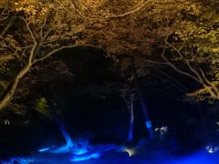 【再訪】紅葉が見頃で、もみじと大名庭園がライトアップの六義園をお散歩 *:゜☆ヽ(*’∀’*)/☆゜:。*。   