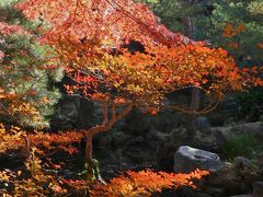 物外軒の紅葉_2017_落葉が始まっていますが、まだ綺麗です。（栃木県・足利市）