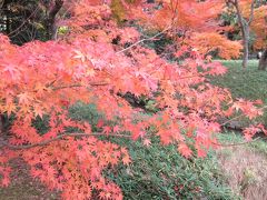 都心で紅葉狩りに行ってきました