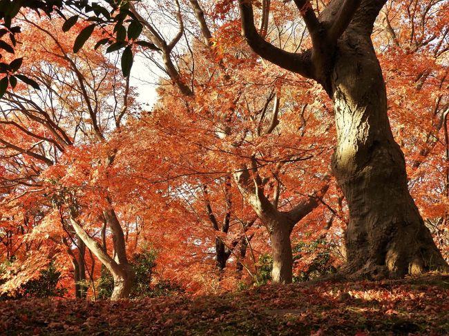 紅葉が見ごろの神戸市立須磨離宮公園へ行って来ました。<br />須磨離宮公園にはもみじ道や和庭園、つばき園などにもみじがたくさん植栽されていて、紅葉の名所になっている。<br />カツラやメタセコイアなどの黄葉、シキザクラやジュウガツザクラなどとの競演など見所もたっぷりで秋を満喫できました。